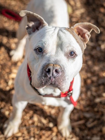 Photo of Aristomache-IN FOSTER, adoptable senior dog in Chamblee, Georgia