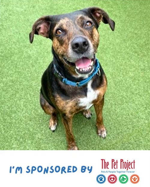 Photo of Ciara, adoptable senior German Shorthaired Pointer in Fort Lauderdale, Florida