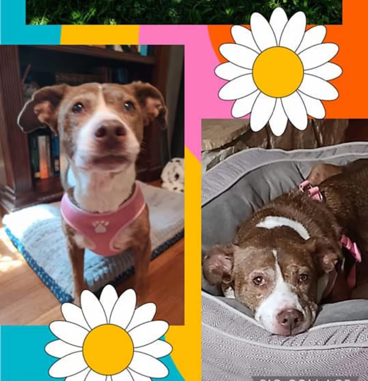 Photo of Sundae, adoptable senior Hound (Unknown Type)/Mixed Breed (Medium) in Raleigh, North Carolina