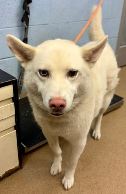 Photo of Juneau, adoptable senior dog in Chamblee, Georgia
