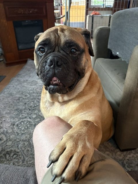 Photo of Hope, adoptable senior Bullmastiff in Cranford, New Jersey