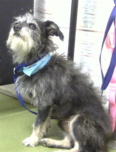 Photo of Traffic, adoptable senior Terrier in San Bernardino, California