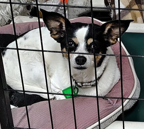 Photo of Bijou and Dash, adoptable senior Chihuahua in Mukwonago, Wisconsin