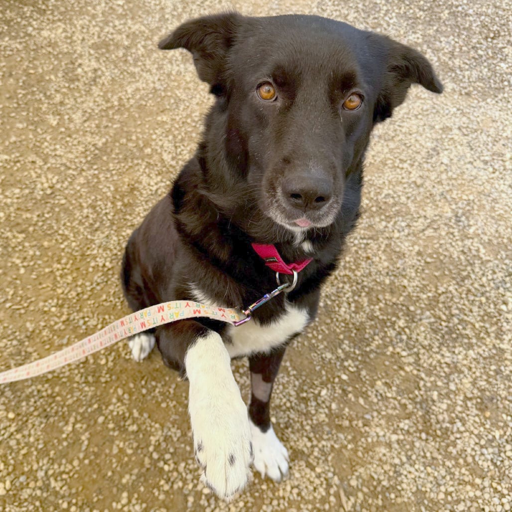 Photo of Daisy Jo, adoptable senior Collie, Border in Berea, Ohio