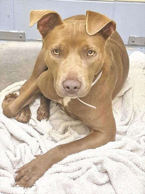 Photo of Sue, adoptable senior Staffordshire Bull Terrier in Houston, Texas