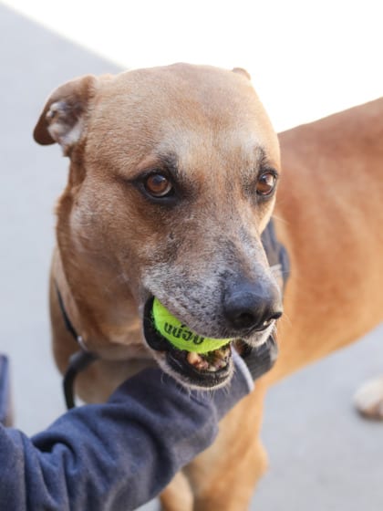 Photo of Corduroy, adoptable senior dog in Chamblee, Georgia