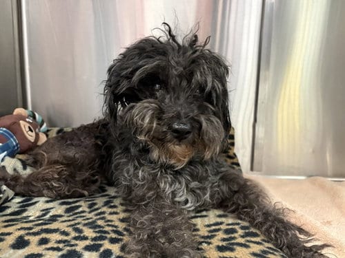 Photo of Gizmo, adoptable senior Poodle (Miniature) in Rancho Cucamonga, California