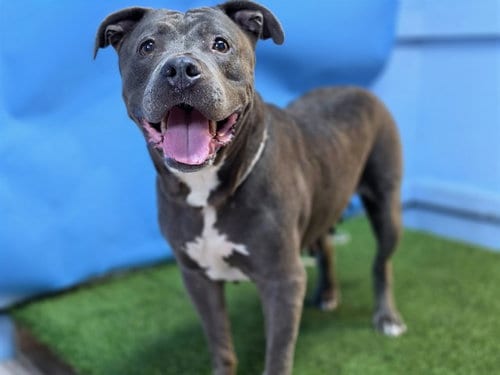 Photo of Aunt Gladys, adoptable senior Pit Bull Terrier in Gardena, California