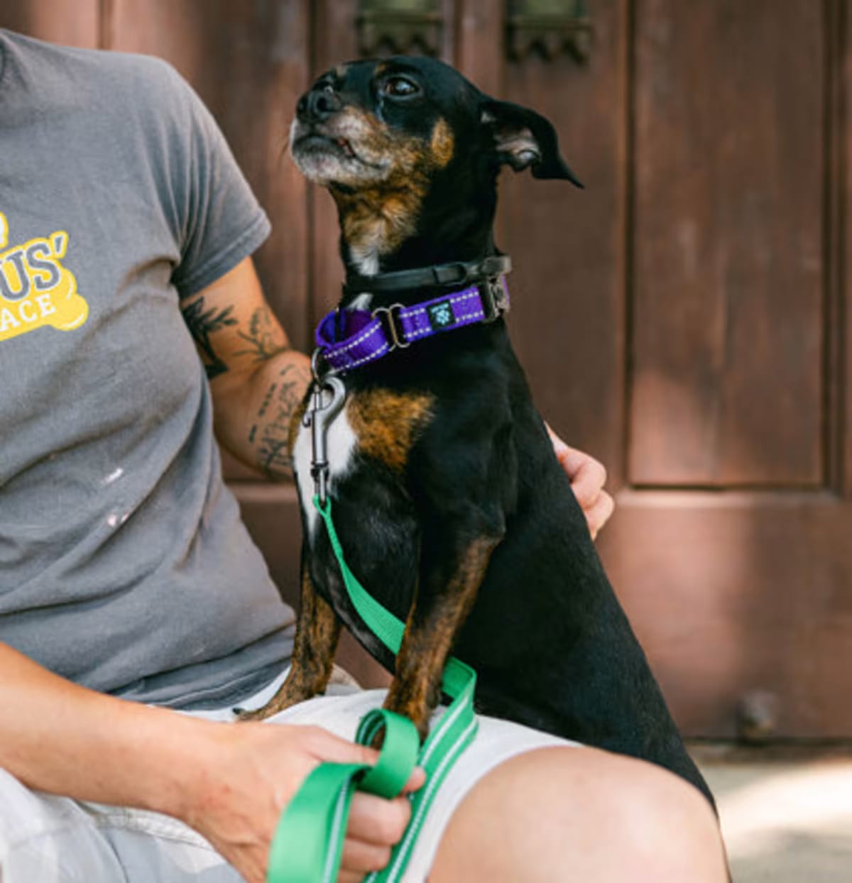 Photo of Tolas IN FOSTER, adoptable senior Chihuahua in New Orleans, Louisiana