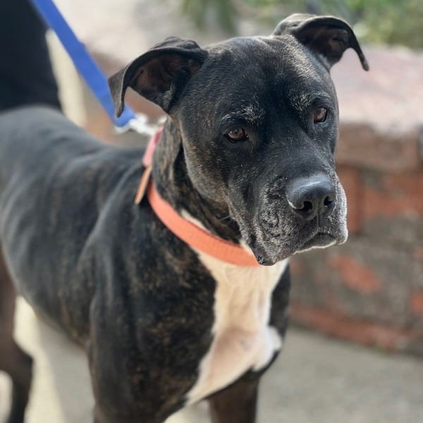 Photo of Xylo, adoptable senior Boerboel in Atlantic City, New Jersey