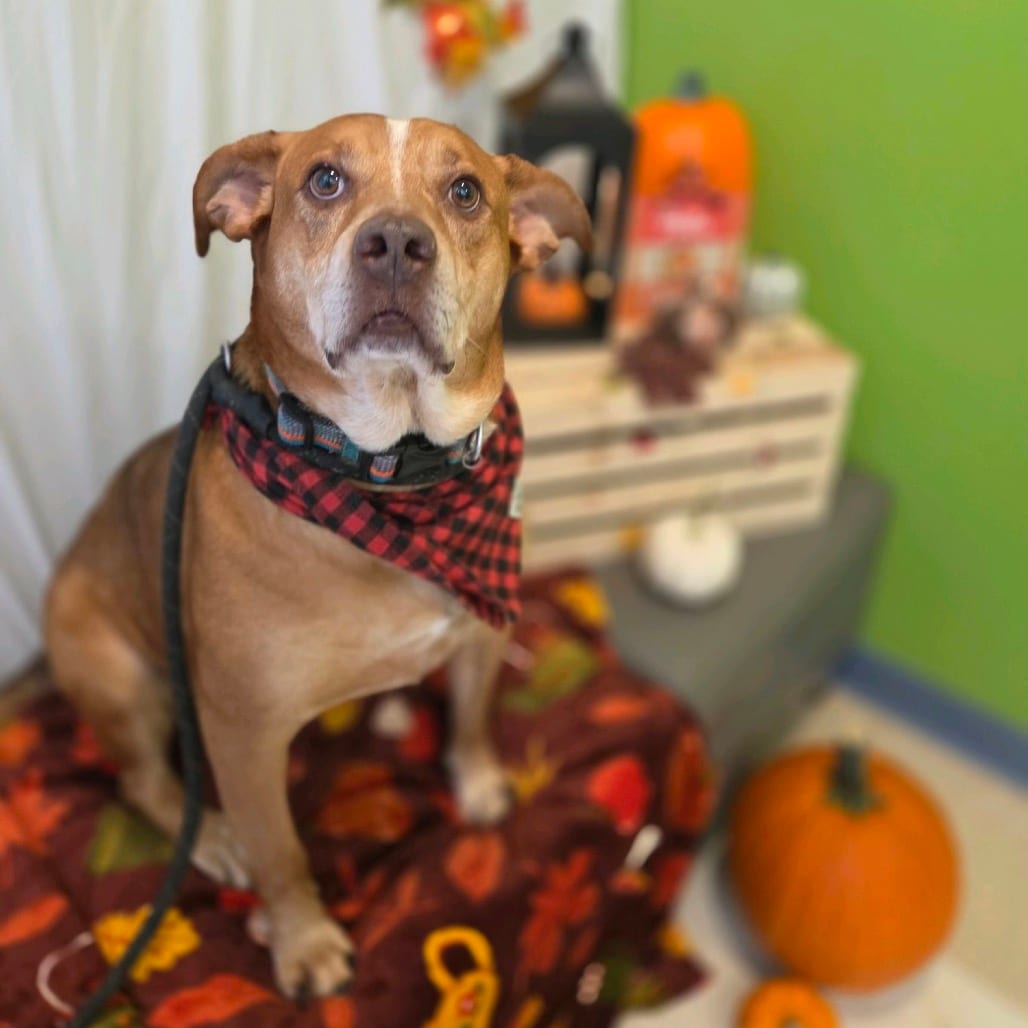 Photo of Ace, adoptable senior Mixed Breed (Medium) in Winfield, West Virginia