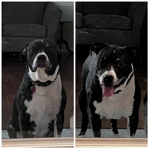 Photo of Jager, adoptable senior Pit Bull Terrier in Columbia, Maryland