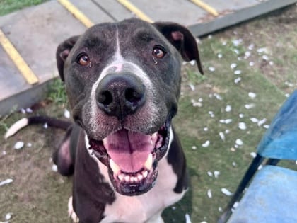 Photo of Fynn, adoptable senior dog in Georgetown, Texas