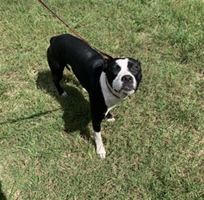 JERRY, adoptable senior Boston Terrier in Green Cove Springs, FL