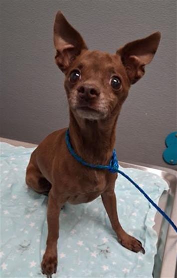 Photo of Derrick, adoptable senior Dachshund in Las Vegas, Nevada