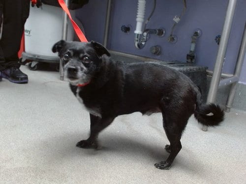 Photo of Pongo, adoptable senior Dachshund in Albuquerque, New Mexico