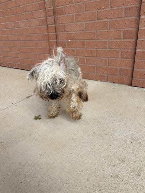 Photo of Cloud, adoptable senior Maltese in Rosenberg, Texas