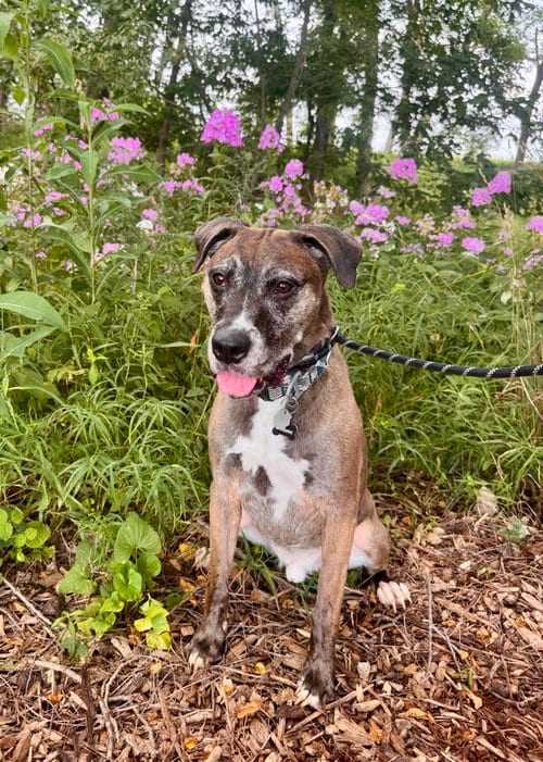 Photo of Dominic, adoptable senior Bullmastiff in Williamsburg, Iowa