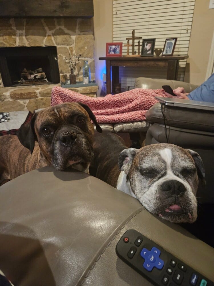 Photo of Bruno VII, adoptable senior Boxer in Austin, Texas