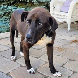 Photo of Stevie - Special Needs Blind, adoptable senior Labrador Retriever in Frederick, Maryland