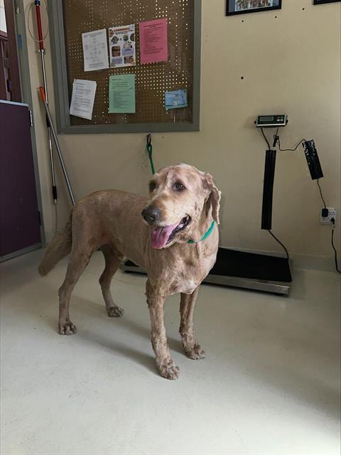 Photo of Teddy, adoptable senior Poodle (Standard) in Santa Cruz, California