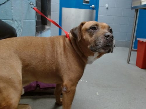 Photo of Beast, adoptable senior American Pit Bull Terrier in Albuquerque, New Mexico