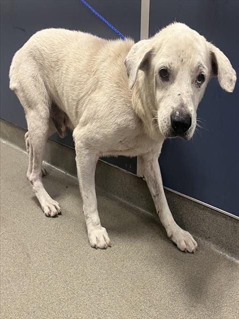 Photo of Rocco, adoptable senior Terrier mix in Miami, Florida