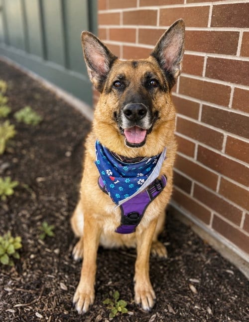 Photo of Gracie, adoptable senior German Shepherd Dog in Salt Lake City, Utah