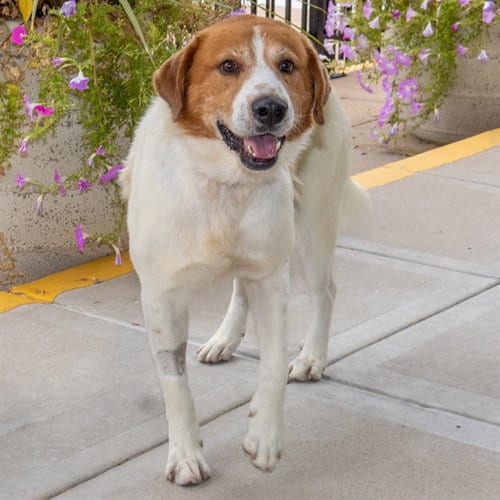 Photo of Donkey, adoptable senior Great Pyrenees in St Louis, Missouri