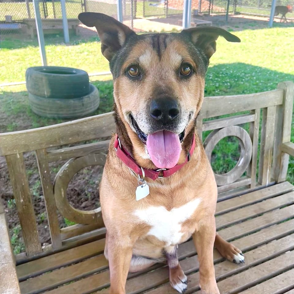 Photo of Nibbler, adoptable senior Mixed Breed (Large) in Chattanooga, Tennessee