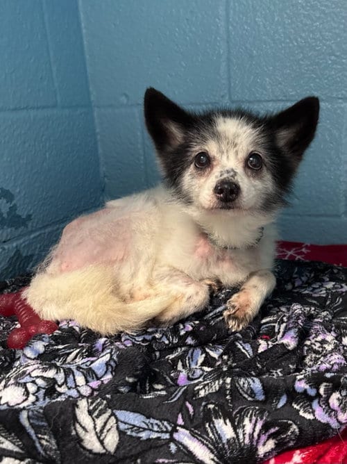 Photo of Rocket, adoptable senior Chihuahua in Muskegon, Michigan