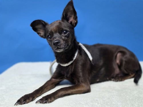 Photo of A5805825, adoptable senior Chihuahua in Gardena, California