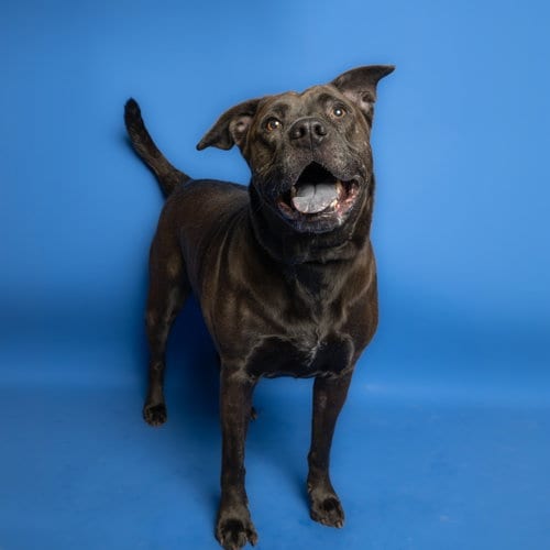 Photo of Hope, adoptable senior Pit Bull Terrier in Rowlett, Texas