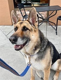 Photo of Scout, adoptable senior German Shepherd Dog in Dana Point, California