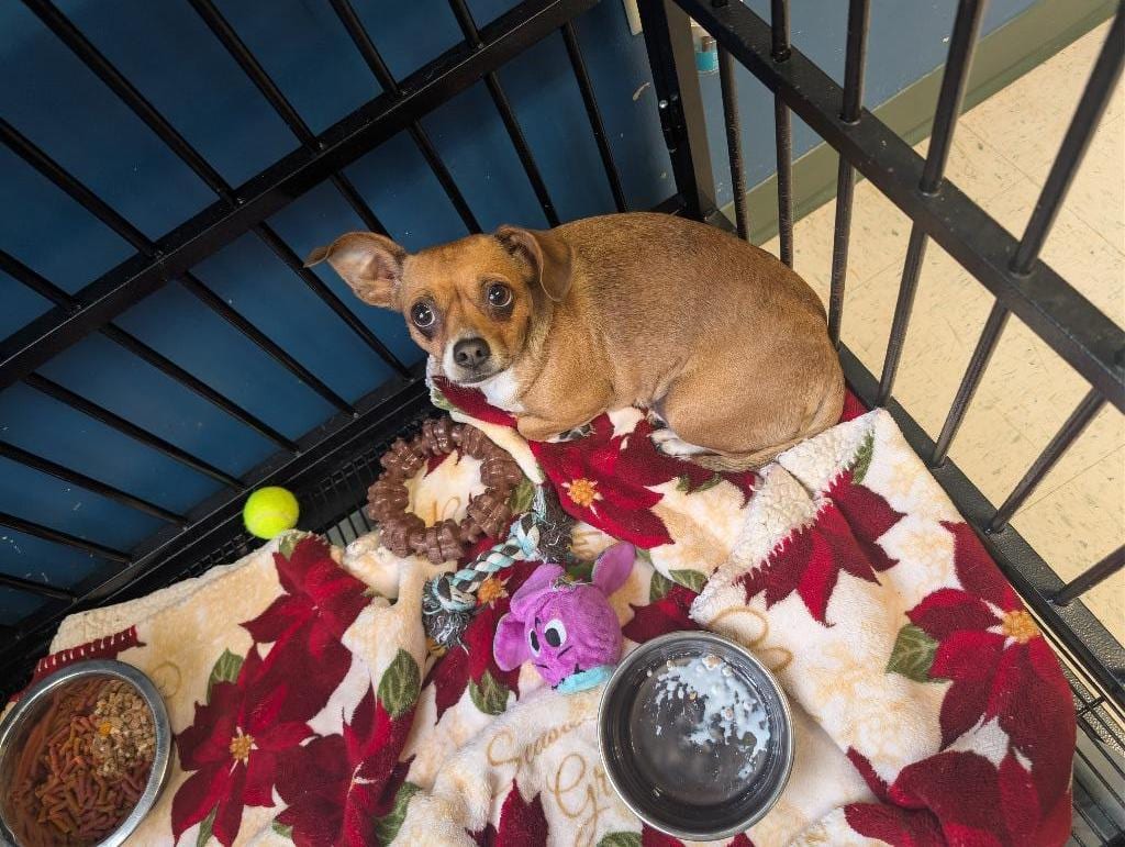 Photo of Dawn, adoptable senior Chihuahua in Maysville, Kentucky