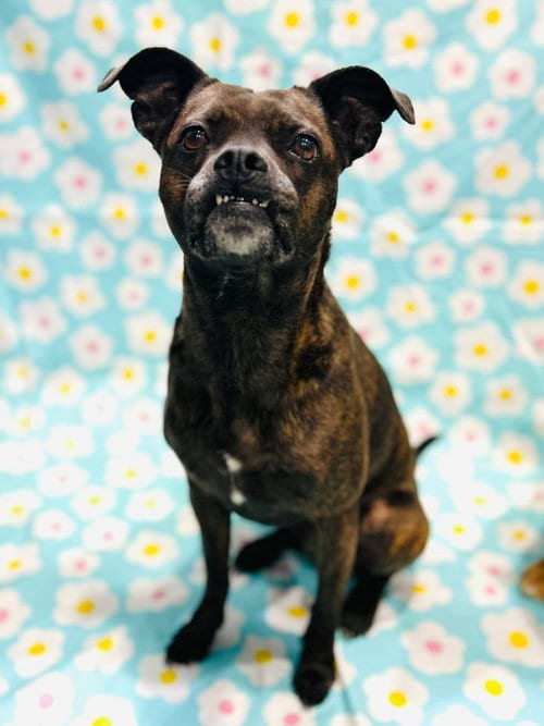 Taylor, adoptable senior Boston Terrier in Elizabethtown, PA