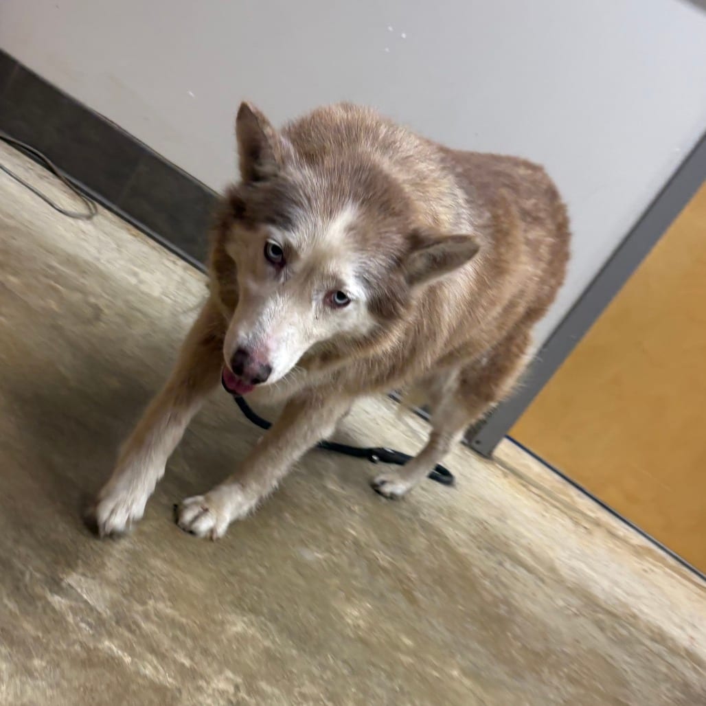 Photo of Flute-100207U_2, adoptable senior Husky in Tupelo, Mississippi
