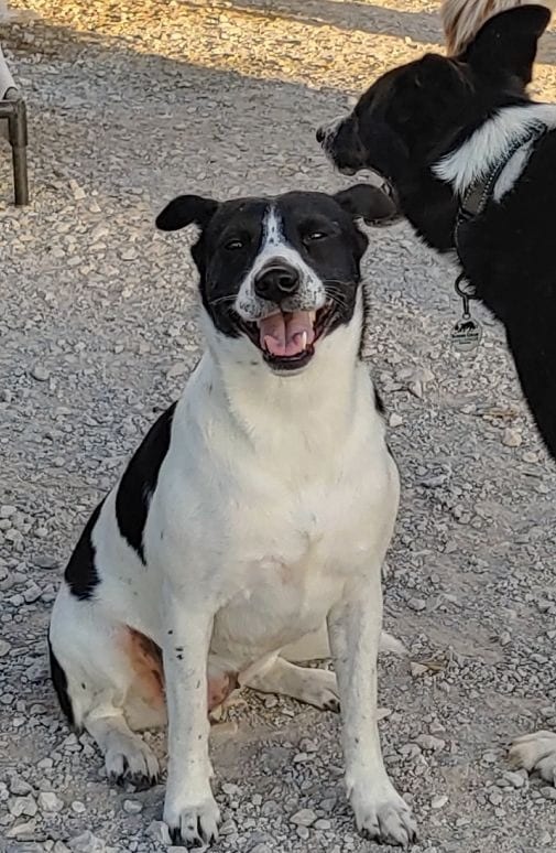 Photo of Dainty, adoptable senior Border Collie in Texas