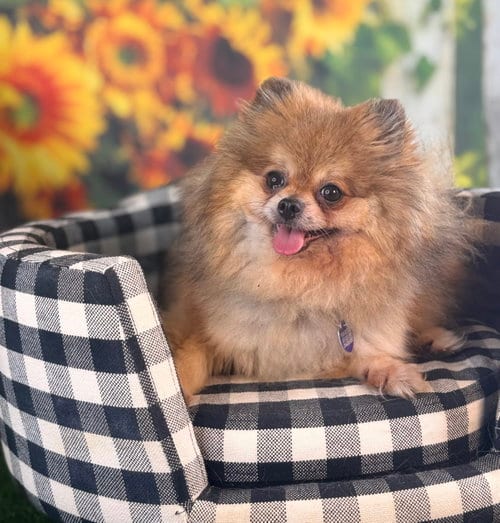 Photo of Penny, adoptable senior Pomeranian in Garland, Texas