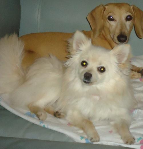 Photo of Mya. Now 15, adoptable senior Pomeranian in Prague, Oklahoma