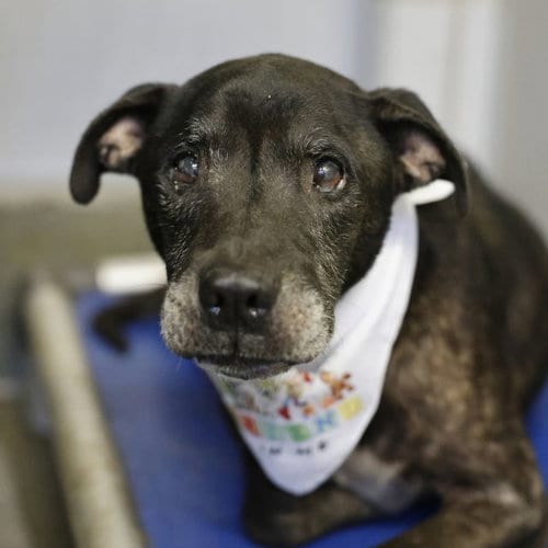 Photo of Poncho, adoptable senior American Staffordshire Terrier in San Antonio, Texas
