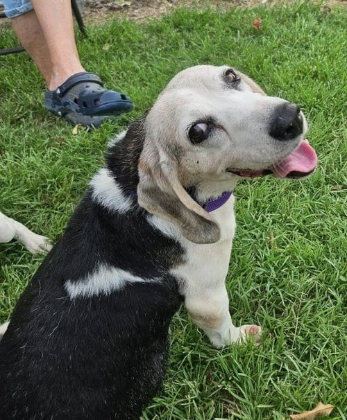 Photo of Patience, adoptable senior Beagle in Dunnellon, Florida