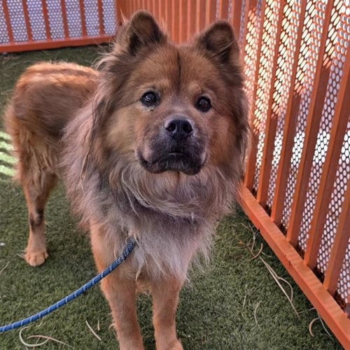 Photo of Je Taime, adoptable senior Chow Chow in Las Vegas, Nevada