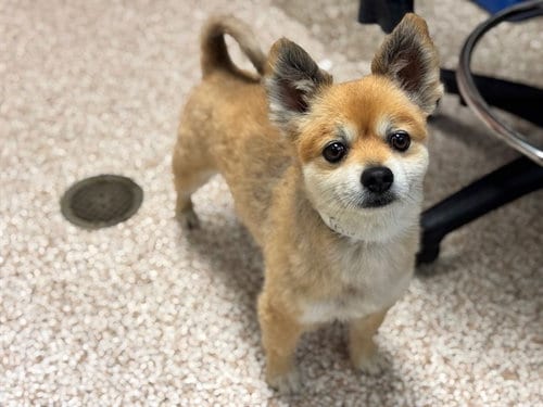 Photo of Todd, adoptable senior Pomeranian in Pueblo, Colorado