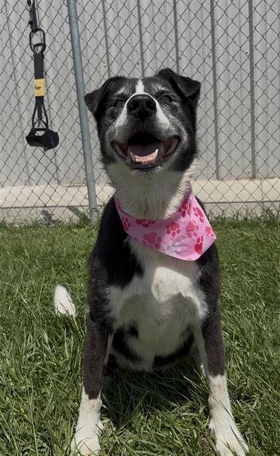 Photo of Julie, adoptable senior Border Collie in Rosenberg, Texas