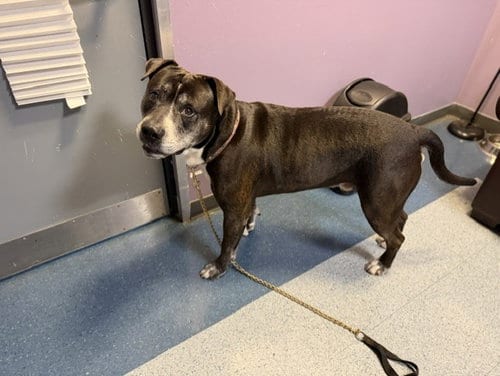 Photo of Kaiser, adoptable senior Bulldog in Miami, Florida