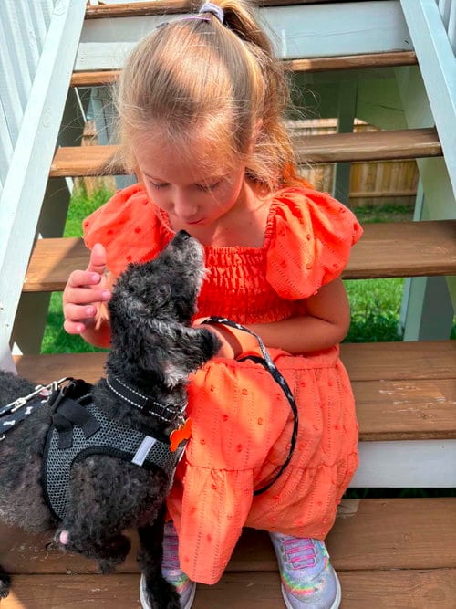 Photo of Boone, adoptable senior Poodle (Miniature) in bloomington, Illinois