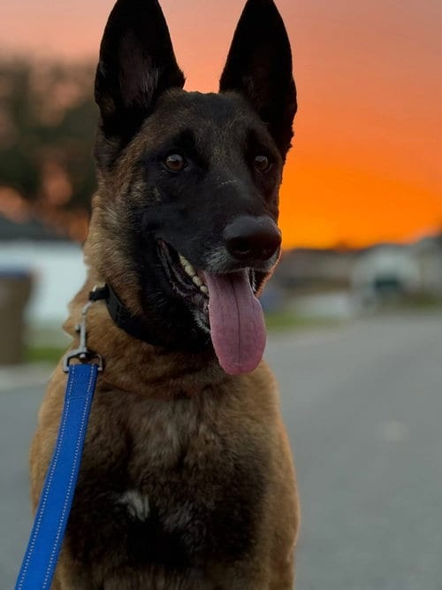 Photo of Peace - Located in NY, adoptable senior Belgian Shepherd Malinois in Imlay City, Michigan