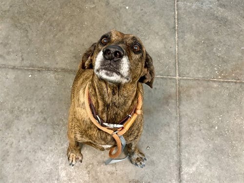 Photo of Rita, adoptable senior Labrador Retriever in Tavares, Florida