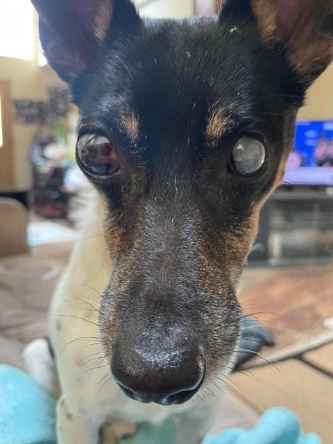 Photo of Pepe - In a Foster Home, adoptable senior Fox Terrier in South Bend, Indiana